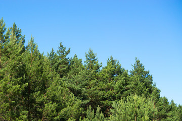 Fototapeta na wymiar pine trees blue sky copy space