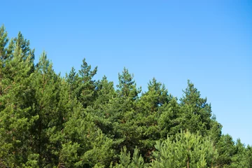 Fototapeten Sommer pine trees blue sky copy space  © Анастасия Смейлова