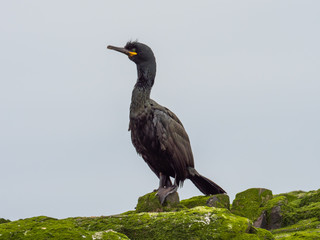 Shag ( Phalacrocorax aristotelis ). Farne Islands.