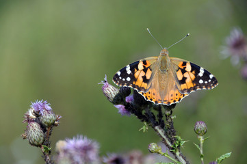 Obraz premium butterfly on flower