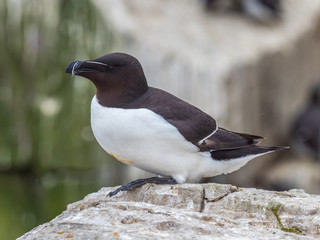 Razorbill (Alca torda). Inner Farne