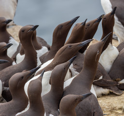 Guillimots Being Aggresive to a Herring Gull in a Nesting Colony