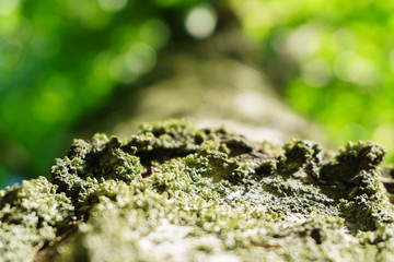 Tree bark texture background. Branch bark with beauty bokeh.