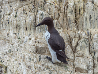Guillimot (Uria aalge). Inner Farne