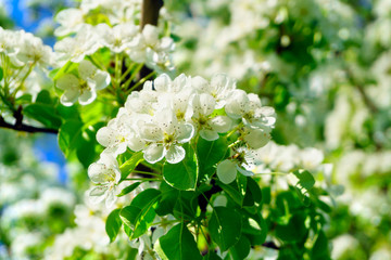 Spring flower on tree background. Apple blossom petals with beauty bokeh.