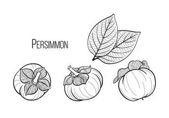 Persimmon set, black graphic drawing with three fruits and leaves of a tropical plant. Vector hand drawn illustration, calligraphic, isolated on background.