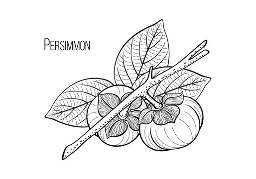 Persimmon set, black graphic drawing with a branch, fruits and leaves of a tropical plant. Vector hand drawn illustration, calligraphic, isolated on background.