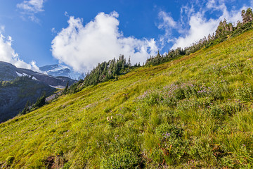 Naklejka premium bright green hillside with wildflowers and clouds