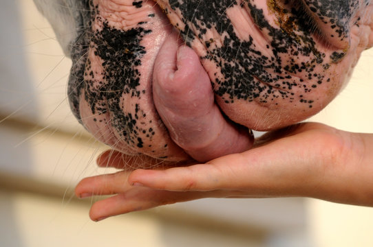 Hands and muzzle