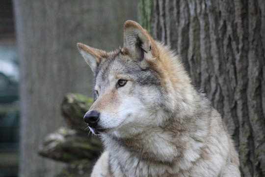 Wolf