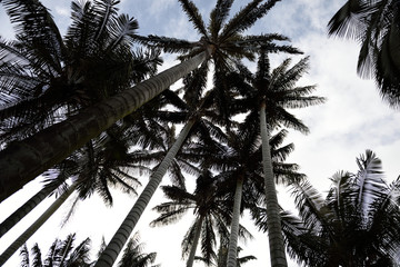 Grove of tall native Wax Palm trees, or Ceroxylon quindiuense in the Andes Mountains of Colombia