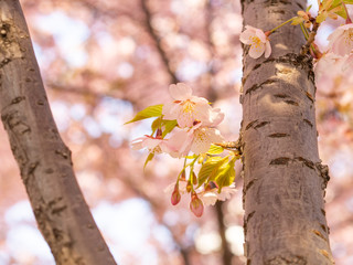 枝桜