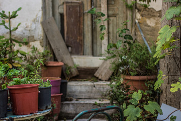 dirty and poor garden back yard soft focus environment with old wooden door and flower vases exterior concept