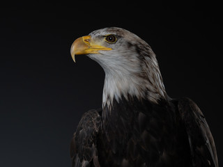 Bald Eagle - PC097993