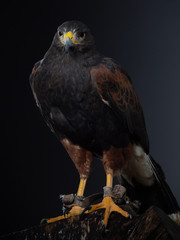 Harris's hawk - PC097669