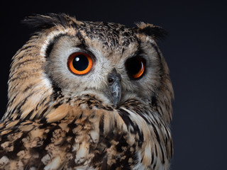 Rock eagle-owl - PC097701