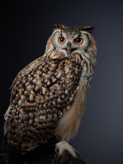IRock eagle-owl - PC097710