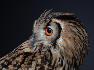 Bengal eagle-owl - PC097715