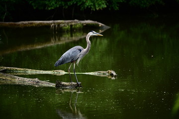 Great Blue Heron