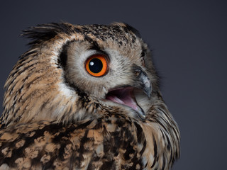 Bengal eagle-owl - PC097721