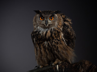 Bengal eagle-owl - PC097774