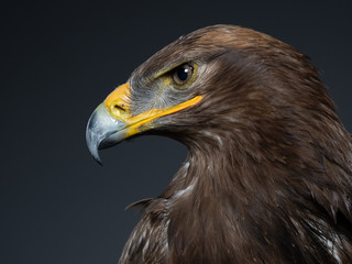 Naklejka premium Steppe Eagle - PC097950