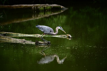 Great Blue Heron