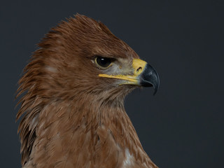 Tawny eagle - PC097908