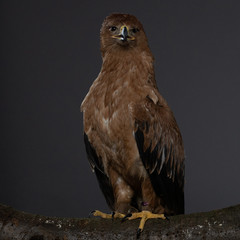 Tawny eagle - PC097921