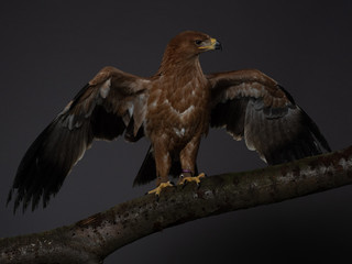 Tawny eagle - PC097941