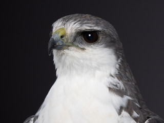 Variable hawk - PC097723