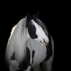 Portrait of a beautiful gypsy horse with long mane on black background isolated