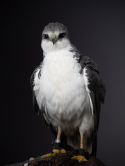 Variable hawk - PC097727