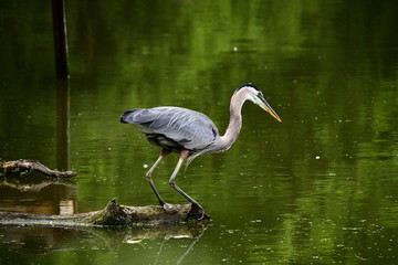 Great Blue Heron