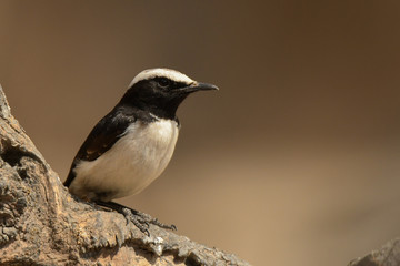 Arabian Wheatear / Oenanthe lugentoides