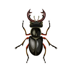 Stag beetle vector