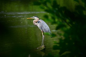 Great Blue Heron