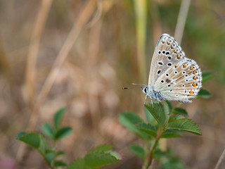 The Adonis blue (Polyommatus bellargus) butterfly in the family Lycaenidae