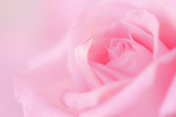 soft focus on sweet glamour pink rose flower for beauty concept