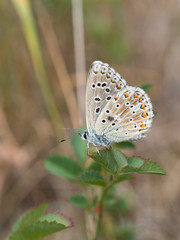 Fototapeta na wymiar The Adonis blue (Polyommatus bellargus) butterfly in the family Lycaenidae