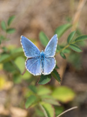 The Adonis blue (Polyommatus bellargus) butterfly in the family Lycaenidae