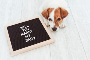 cute small dog with a weeding ring on his head and a vintage letter board with message: will you marry my dad? Wedding concept.Pets indoors