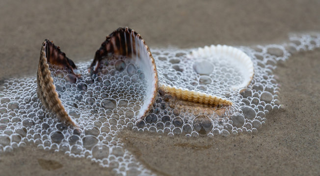 Herzmuschel am Strand