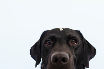 black labrador dog with a weeding ring on his head. Wedding concept.Pets indoors