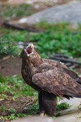 White-tailed Sea-eagle (Haliaeetus albicilla).