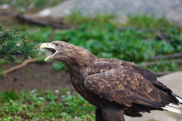White-tailed Sea-eagle (Haliaeetus albicilla).