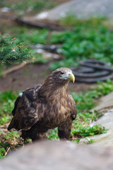 White-tailed Sea-eagle (Haliaeetus albicilla).