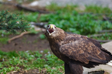 White-tailed Sea-eagle (Haliaeetus albicilla).