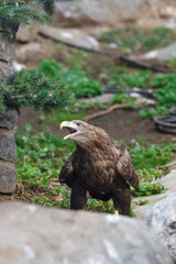 White-tailed Sea-eagle (Haliaeetus albicilla).