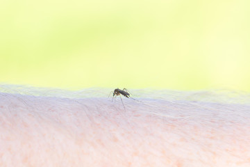 mosquito bites man close up